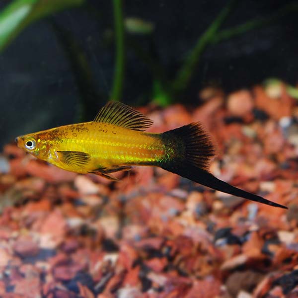 Marigold Swordtail