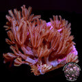 Orange Neon Clove Polyps (Clavularia sp.)