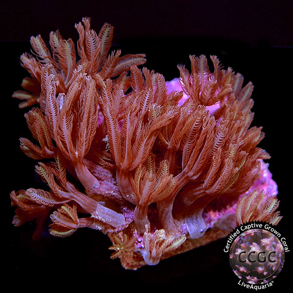 Orange Neon Clove Polyps (Clavularia sp.)