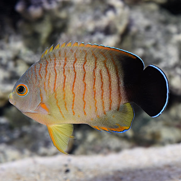 Eibli Angelfish (Centropyge eibli)