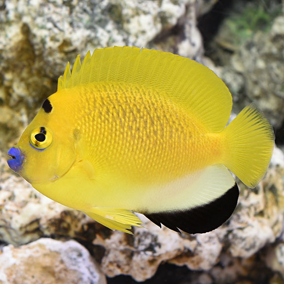 Flagfin Angelfish (Apolemichthys trimaculatus)
