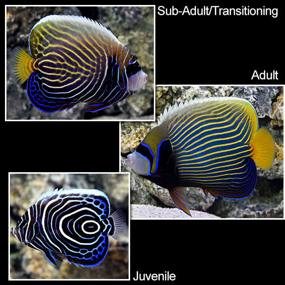 Emperor Angelfish (Pomacanthus imperator)