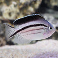 Lamarck Angelfish (Genicanthus lamarck)