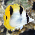 True Falcula Butterflyfish (Chaetodon falcula)