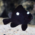 Domino Damsel (Dascyllus trimaculatus)