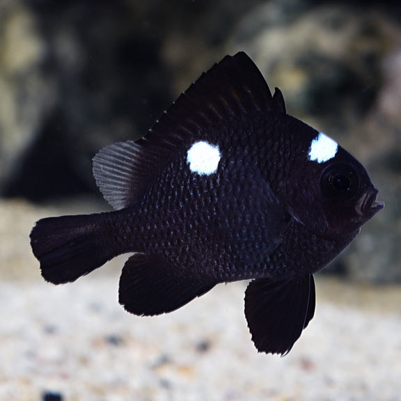 Domino Damsel (Dascyllus trimaculatus)