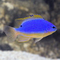 Fiji Devil's Damsel