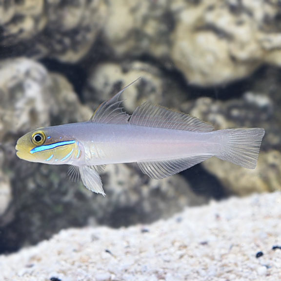 Golden Head Sleeper Goby (Valenciennea strigata)
