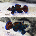 Mandarin Dragonet (Synchiropus splendidus) — male and female comparison, showing the pair's coloration