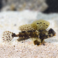 Scooter Blenny (Synchiropus sp.)