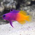 Royal Gramma (Gramma loreto)