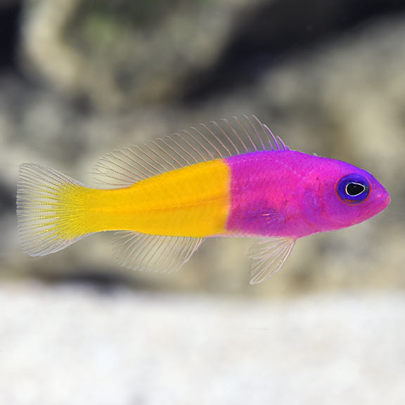 Royal Dottyback (Pictichromis paccagnellae)