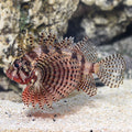 Fuzzy Dwarf Lionfish (Dendrochirus brachypterus)