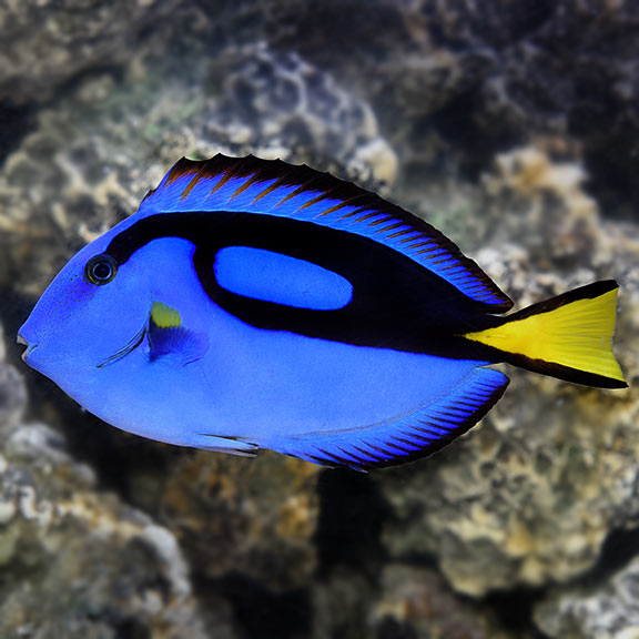 Blue Hippo Tang (Paracanthurus hepatus)
