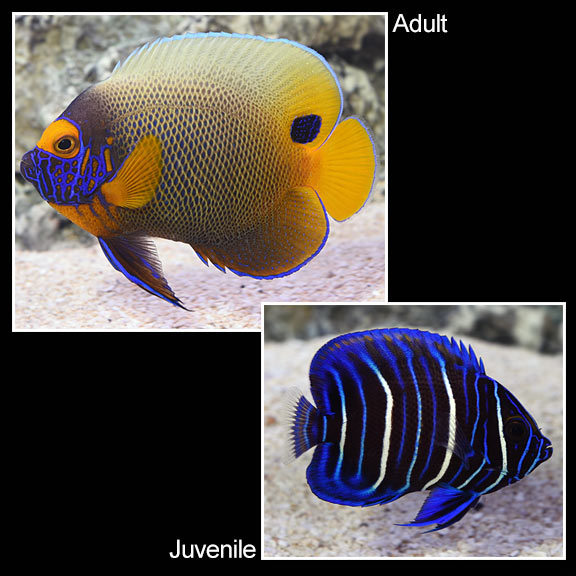 Blueface Angelfish (Pomacanthus xanthometopon)