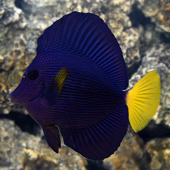 Purple Tang (Zebrasoma xanthurum)