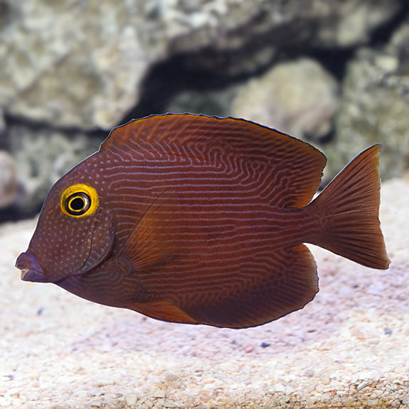 Yellow Eye Bristletooth Tang (Ctenochaetus strigosus)