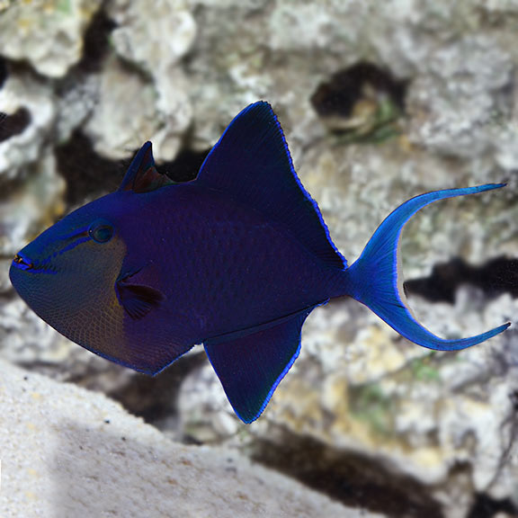 Niger Triggerfish (Odonus niger)
