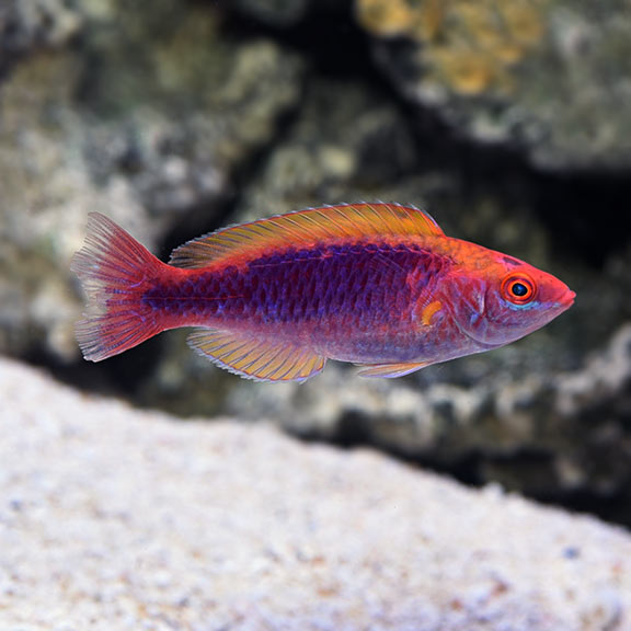 Tricolor Lubbock's Wrasse (Cirrhilabrus lubbocki)