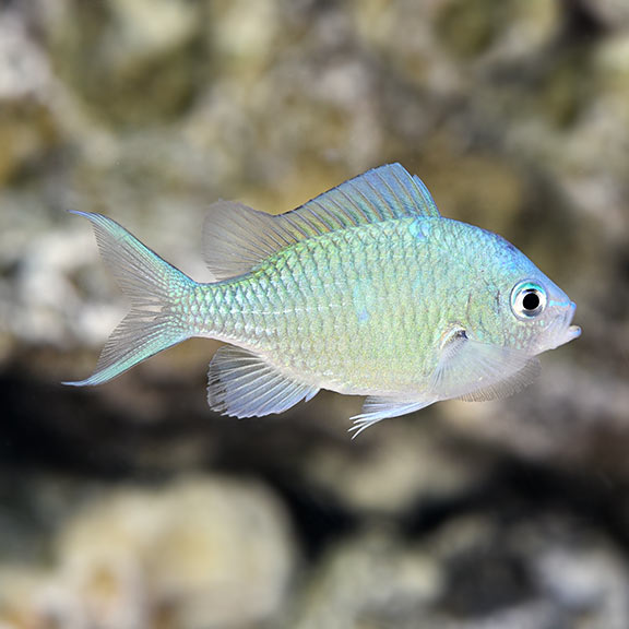 Green Chromis Damsel (Chromis viridis)