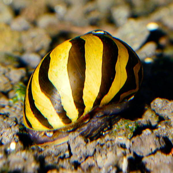 Zebra Nerite Snail