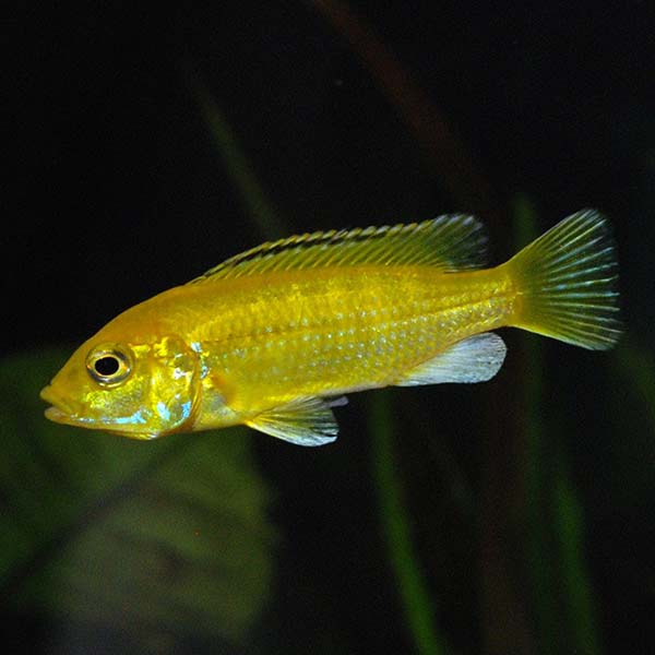 Assorted African Cichlid - Small