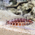 Lantern Basslet (Serranus baldwini)
