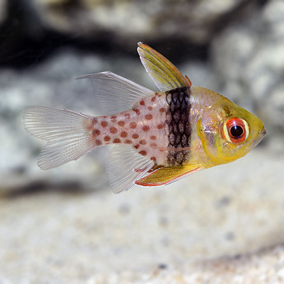 Pajama Cardinalfish (Sphaeramia nematoptera)