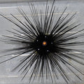 Black Longspine Urchin