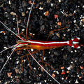 Scarlet Skunk Cleaner Shrimp (Lysmata amboinensis)