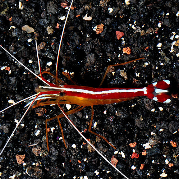 Scarlet Skunk Cleaner Shrimp (Lysmata amboinensis)