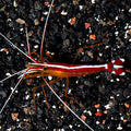 Scarlet Skunk Cleaner Shrimp (Lysmata amboinensis)