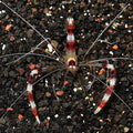 Coral Banded Shrimp (Stenopus hispidus)