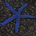 Blue Linkia Starfish (Linckia laevigata)