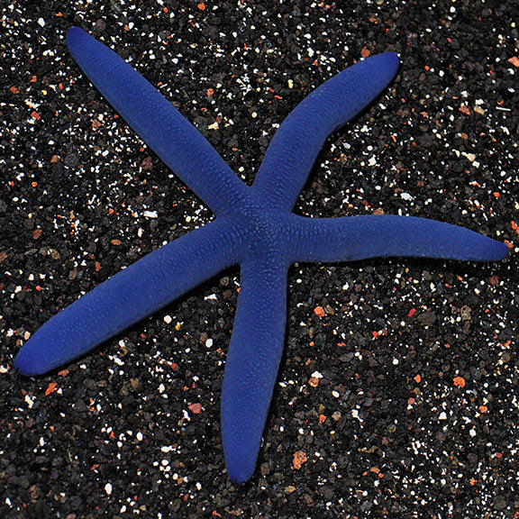 Blue Linkia Starfish (Linckia laevigata)