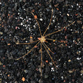 Arrow Crab (Stenorhynchus seticornis)