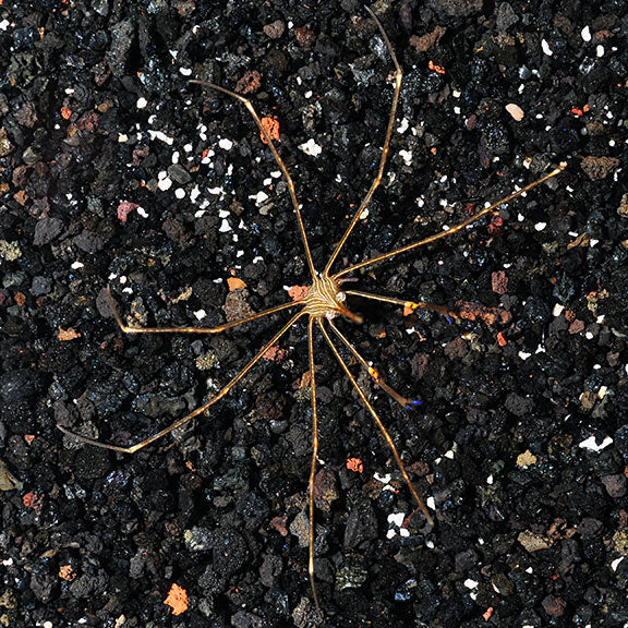 Arrow Crab (Stenorhynchus seticornis)