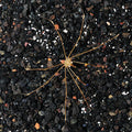 Arrow Crab (Stenorhynchus seticornis)