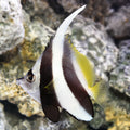 Black & White Heniochus (Heniochus acuminatus)