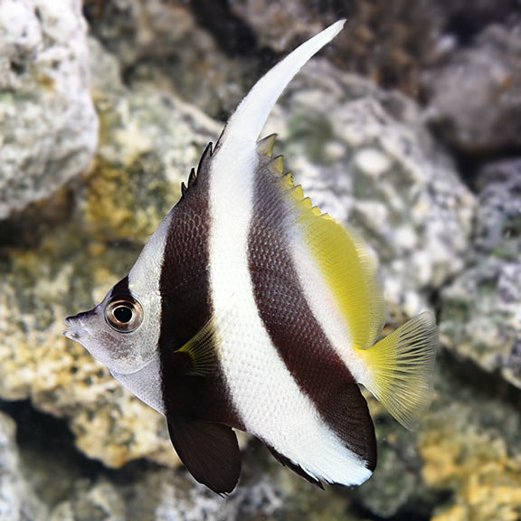 Black & White Heniochus (Heniochus acuminatus)