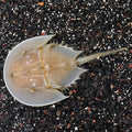 Horseshoe Crab (Limulus polyphemus)