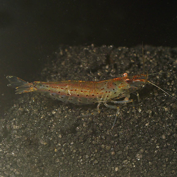 Amano Shrimp (Caridina multidentata)