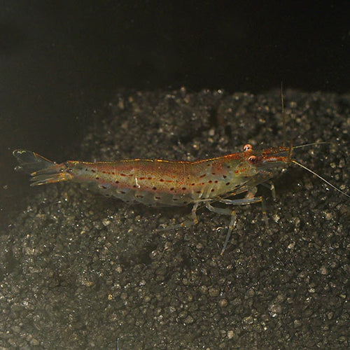 Amano Shrimp (Caridina multidentata)