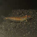 Japonica Algae (Amano) Shrimp (Caridina multidentata)