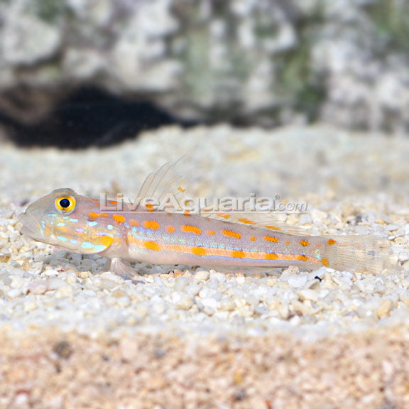Orange Diamond Goby (Valenciennea puellaris)