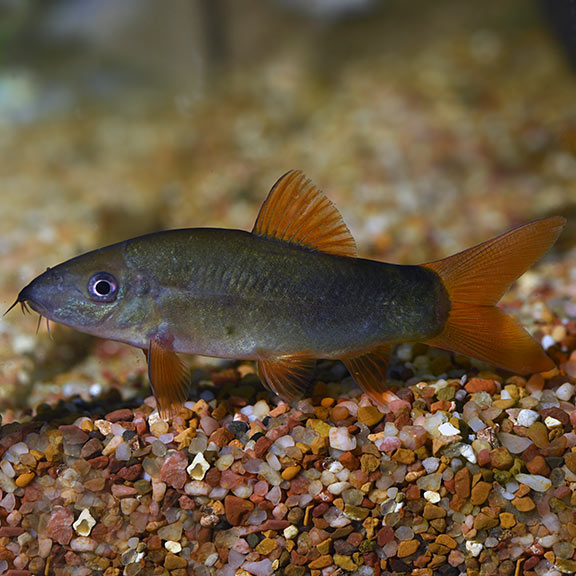 Redtail Botia