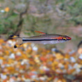 Roseline Shark / Denison Barb (Sahyadria denisonii)