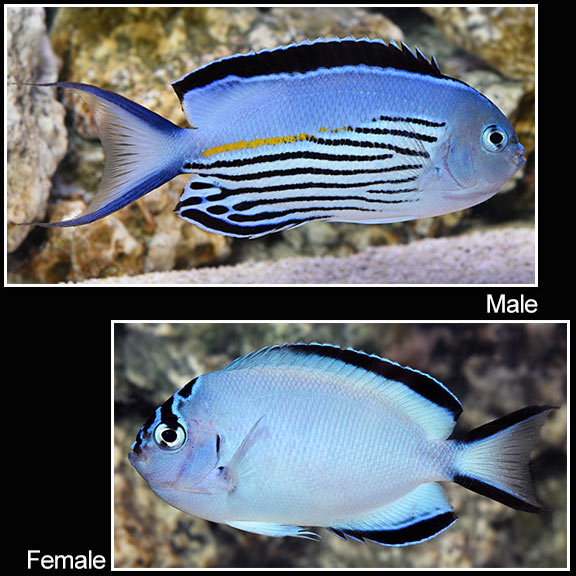 Watanabe Angelfish (Genicanthus watanabei) - Male