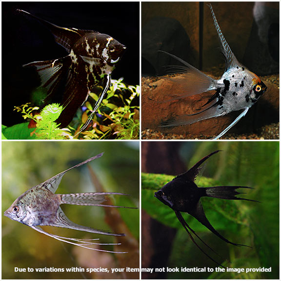 Assorted Veil Angelfish (Pterophyllum scalare)
