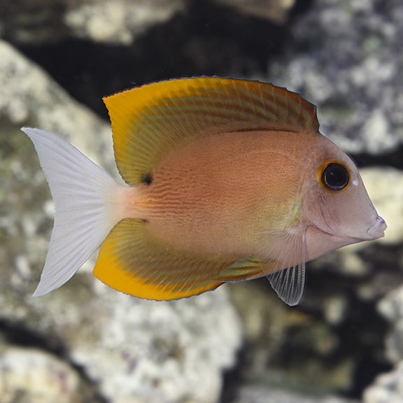 Flame Fin Tomini Tang (Ctenochaetus tominiensis)